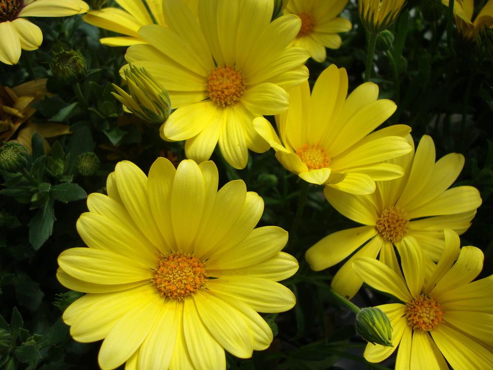 Photo of African Daisy (Osteospermum Voltage™ Yellow) uploaded by Paul2032