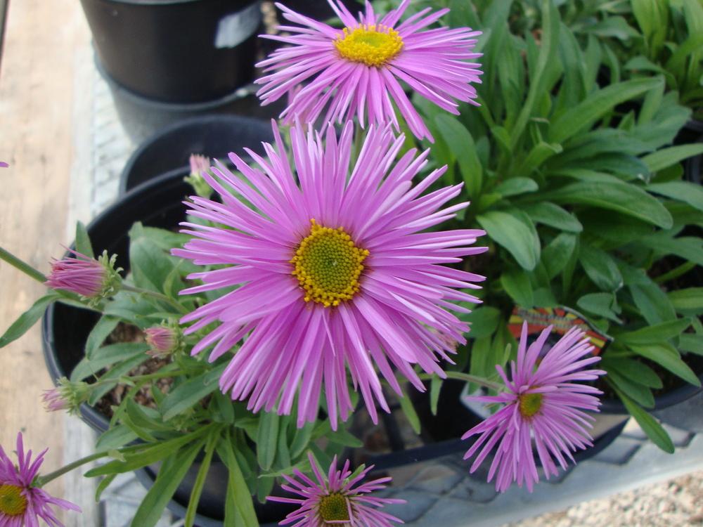 Photo of Alpine Aster (Aster alpinus) uploaded by Paul2032
