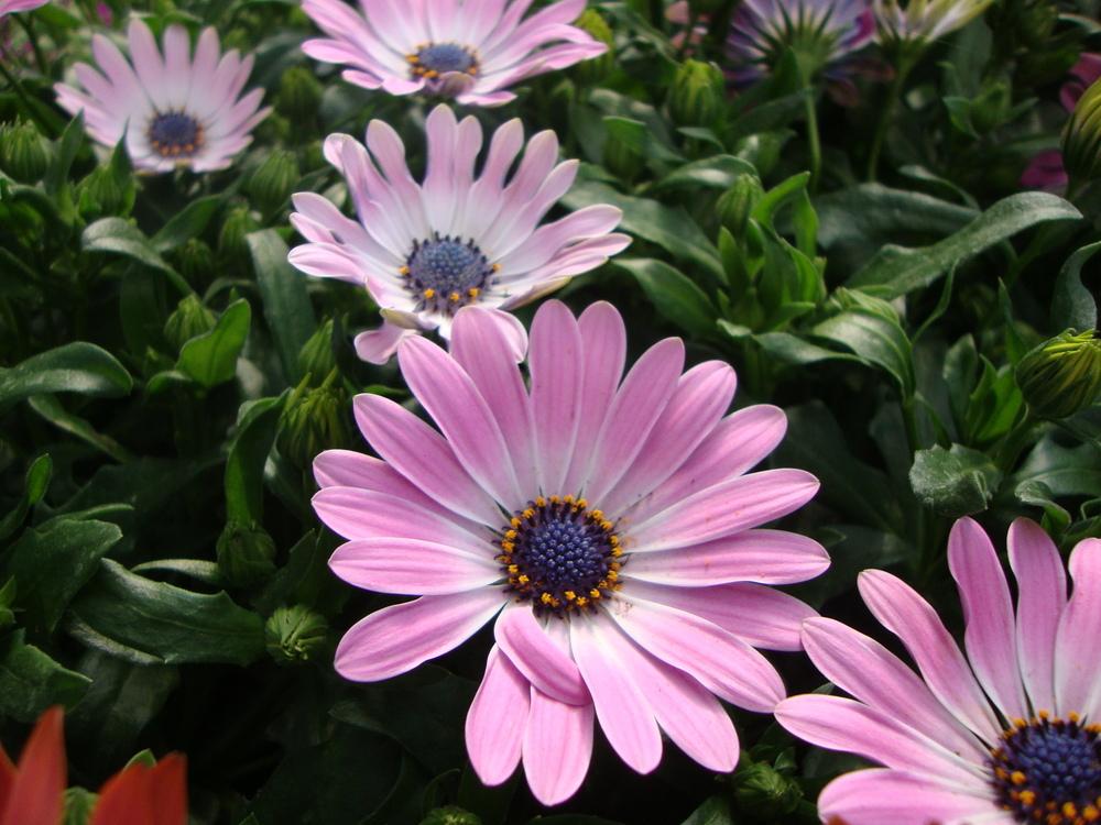 Photo of African Daisy (Osteospermum 'Summertime Pink') uploaded by Paul2032