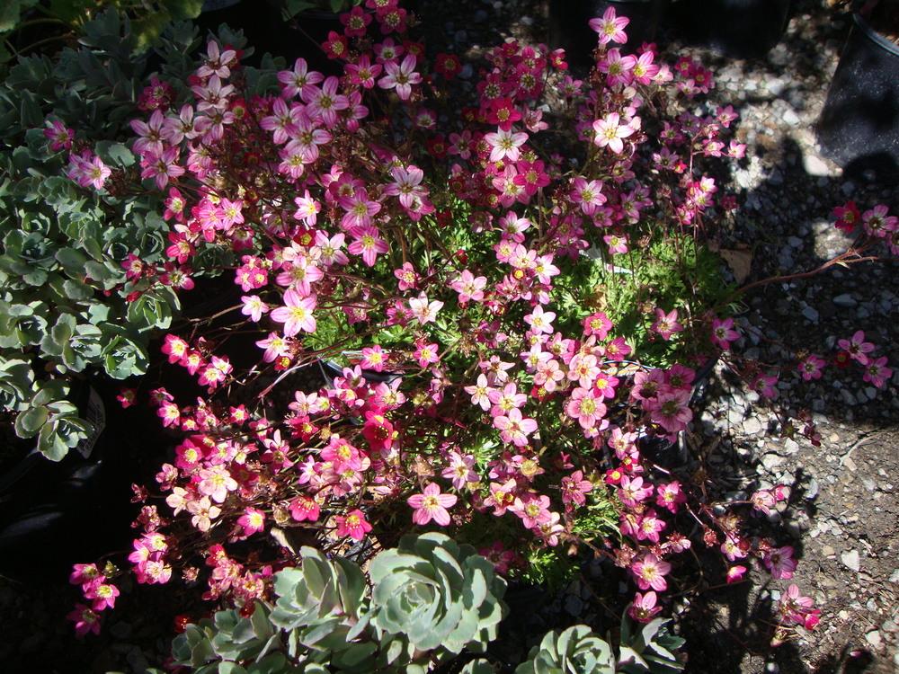 Photo of Rockfoil (Saxifraga 'Triumph') uploaded by Paul2032
