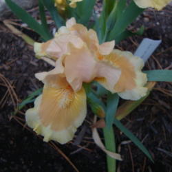 Location: Pleasant Grove, Utah
Date: 2012-04-17
In my garden