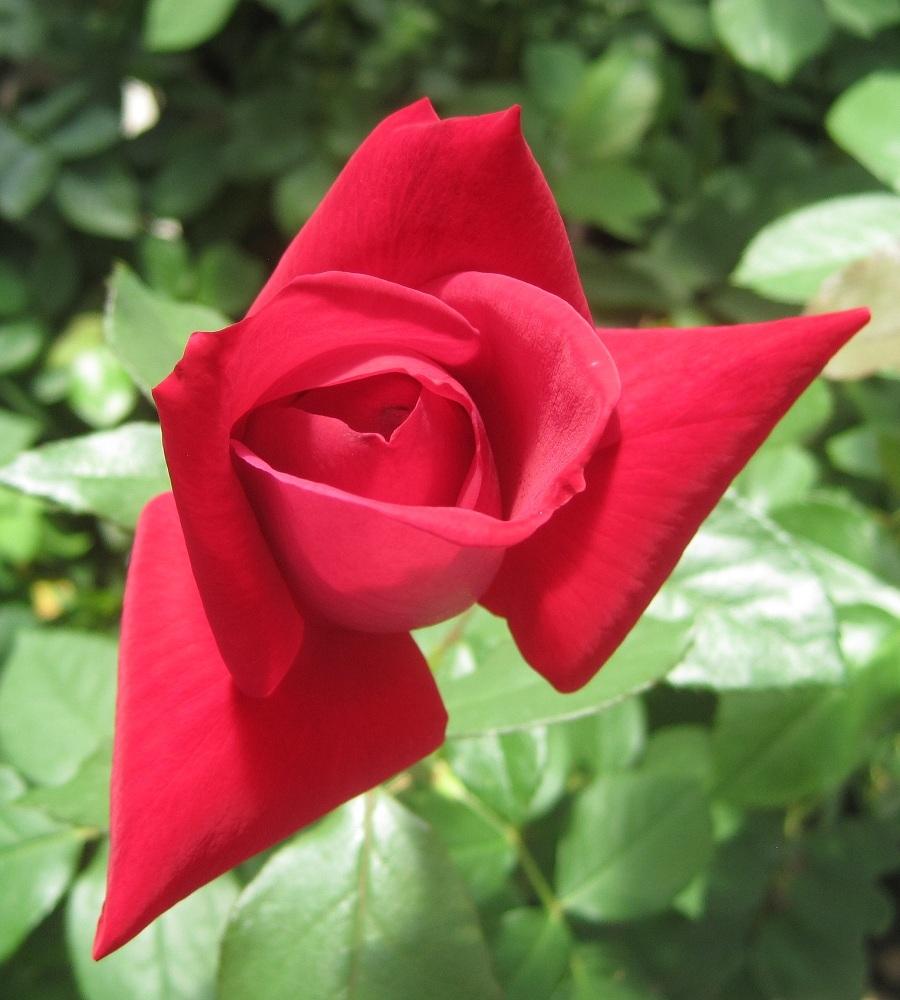 Photo of Hybrid Tea Rose (Rosa 'Mister Lincoln') uploaded by Skiekitty