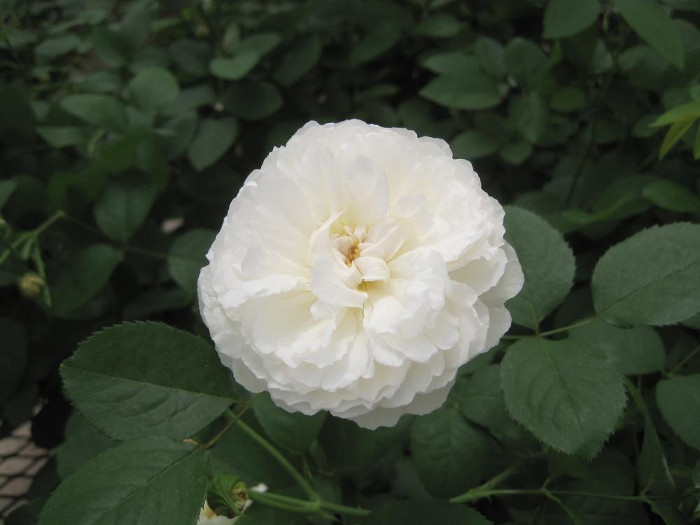 Photo of Rose (Rosa 'Winchester Cathedral') uploaded by Skiekitty