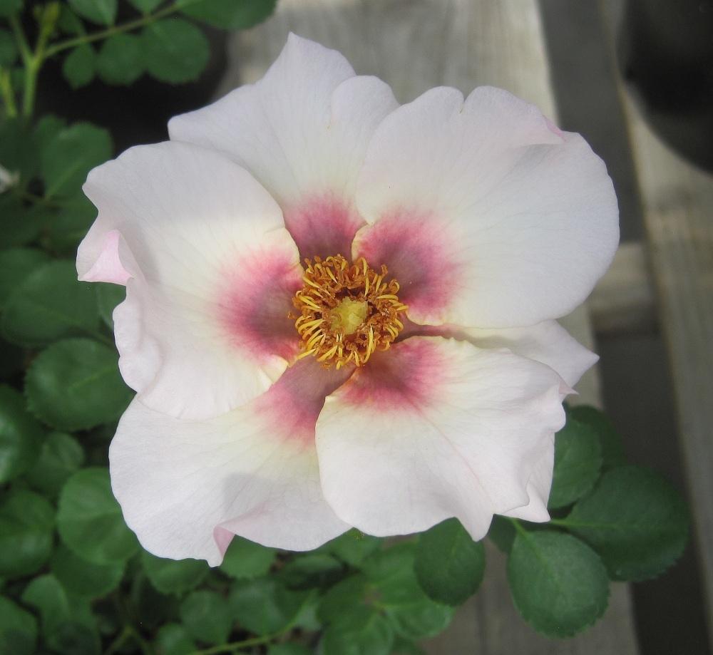 Photo of Rose (Rosa 'Eyeconic Pink Lemonade') uploaded by Skiekitty