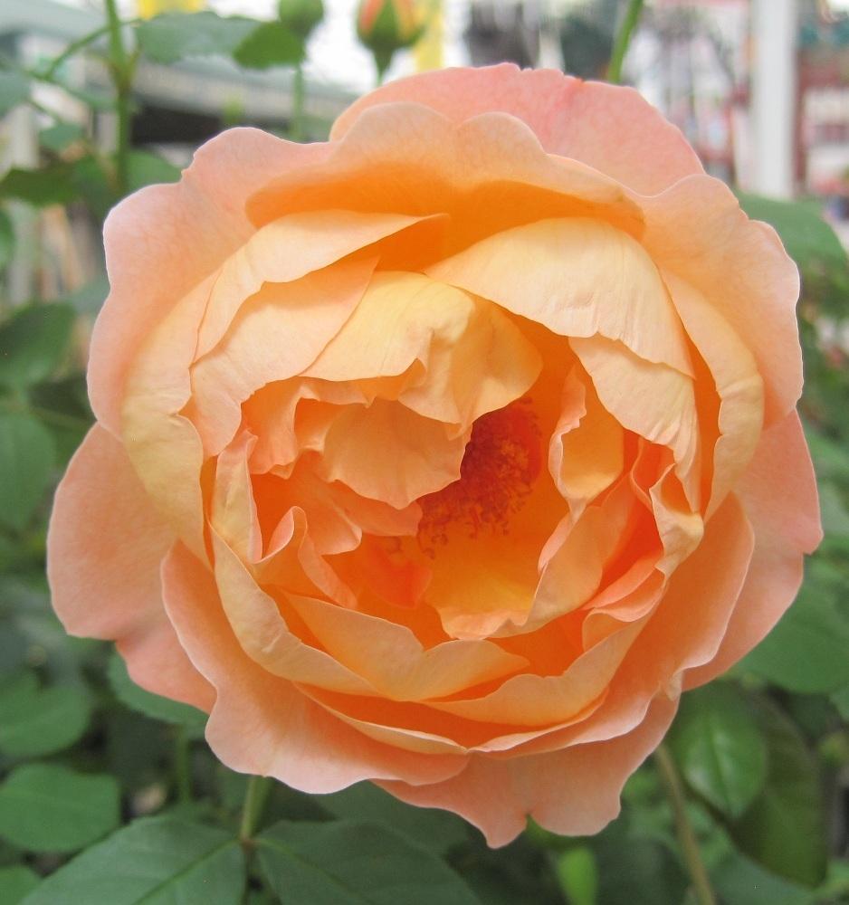 Photo of Rose (Rosa 'Lady Emma Hamilton') uploaded by Skiekitty