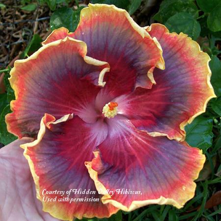 Photo of Tropical Hibiscus (Hibiscus rosa-sinensis 'Night Runner') uploaded by SongofJoy