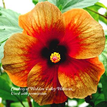 Photo of Tropical Hibiscus (Hibiscus rosa-sinensis 'Midnight Dream') uploaded by SongofJoy