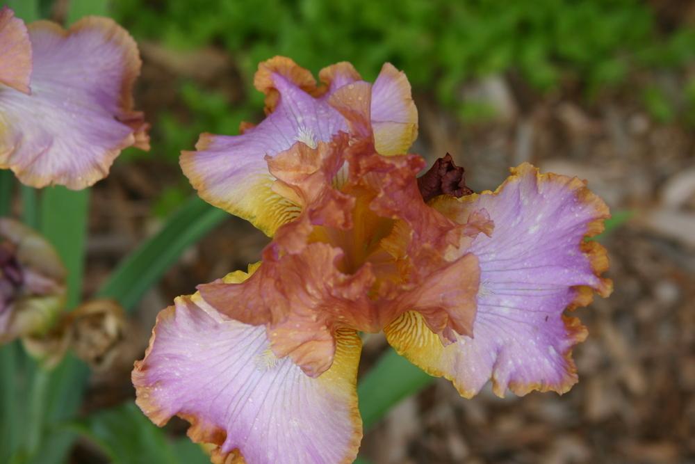 Photo of Tall Bearded Iris (Iris 'Afternoon Delight') uploaded by Trish
