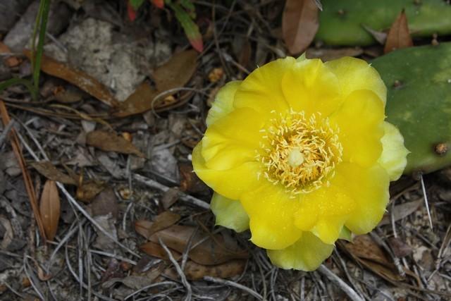 Photo of Eastern Prickly Pear (Opuntia humifusa var. humifusa) uploaded by gingin