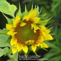 Location: Daytona Beach, Florida
Date: 2012-04-16 
Another Sunflower (from seed scattered by birds from the bird-fee