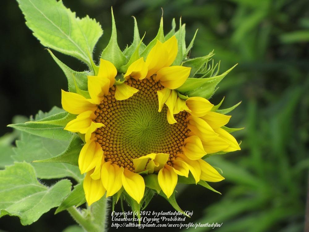 Photo of Sunflowers (Helianthus annuus) uploaded by plantladylin