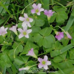 Location: Daytona Beach, Florida
Date: 2012-04-16 
Clumps of Wood Sorrel sprout in my lawn each spring.