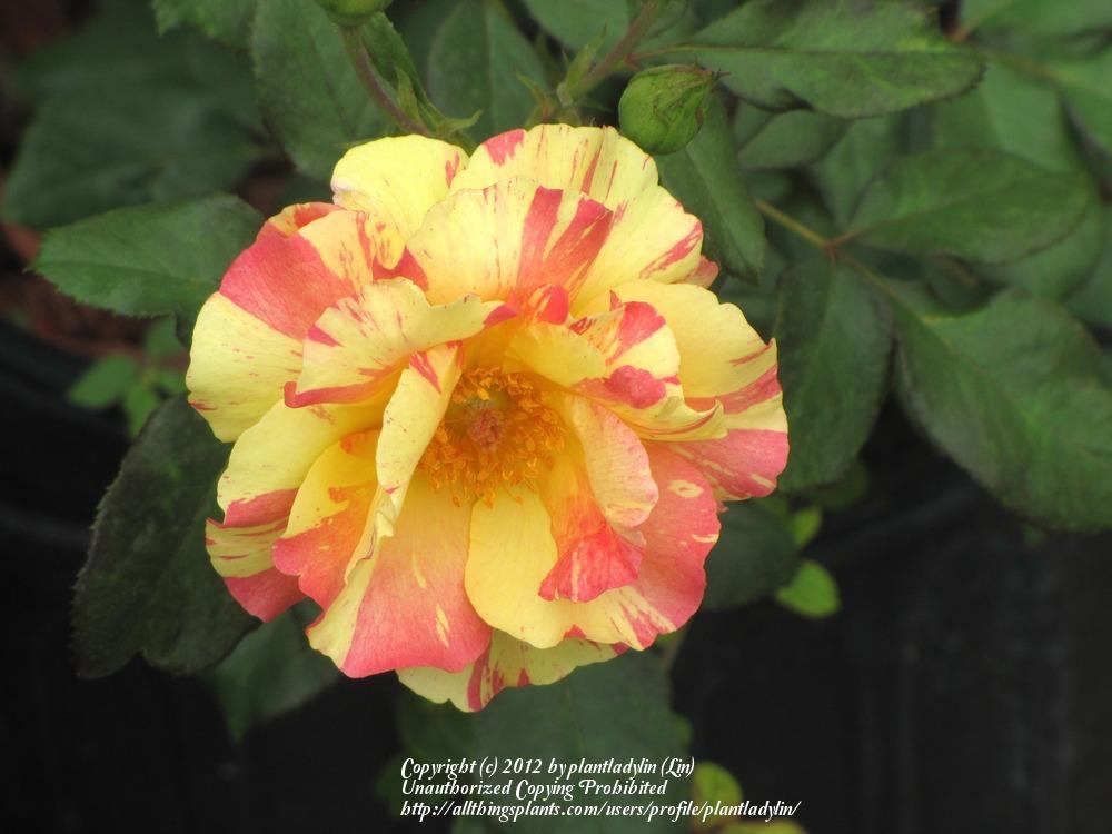 Photo of Rose (Rosa 'Citrus Splash') uploaded by plantladylin