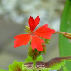 Location: At our garden - Central Valley area, CA
Date: 2012-04-17
Close-up of first bloom Pelargonium h. 'Vancouver Centennial'