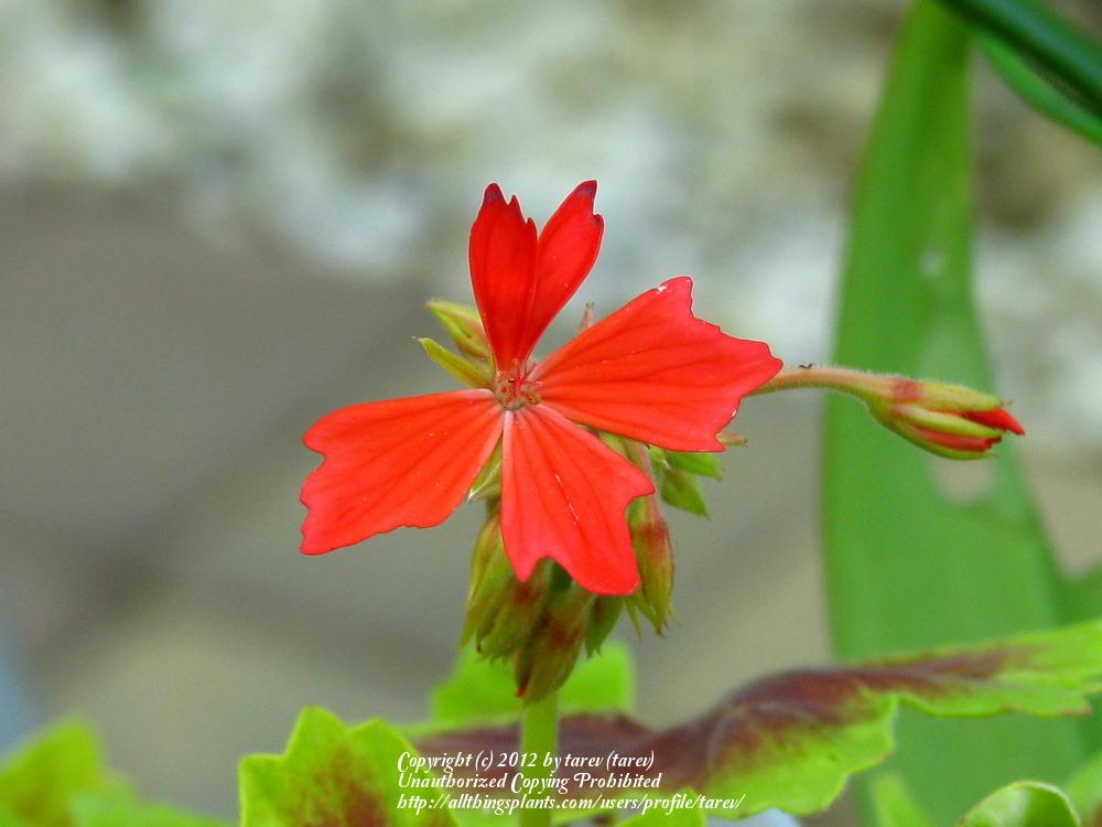 Photo of Zonal Geranium (Pelargonium x hortorum 'Vancouver Centennial') uploaded by tarev