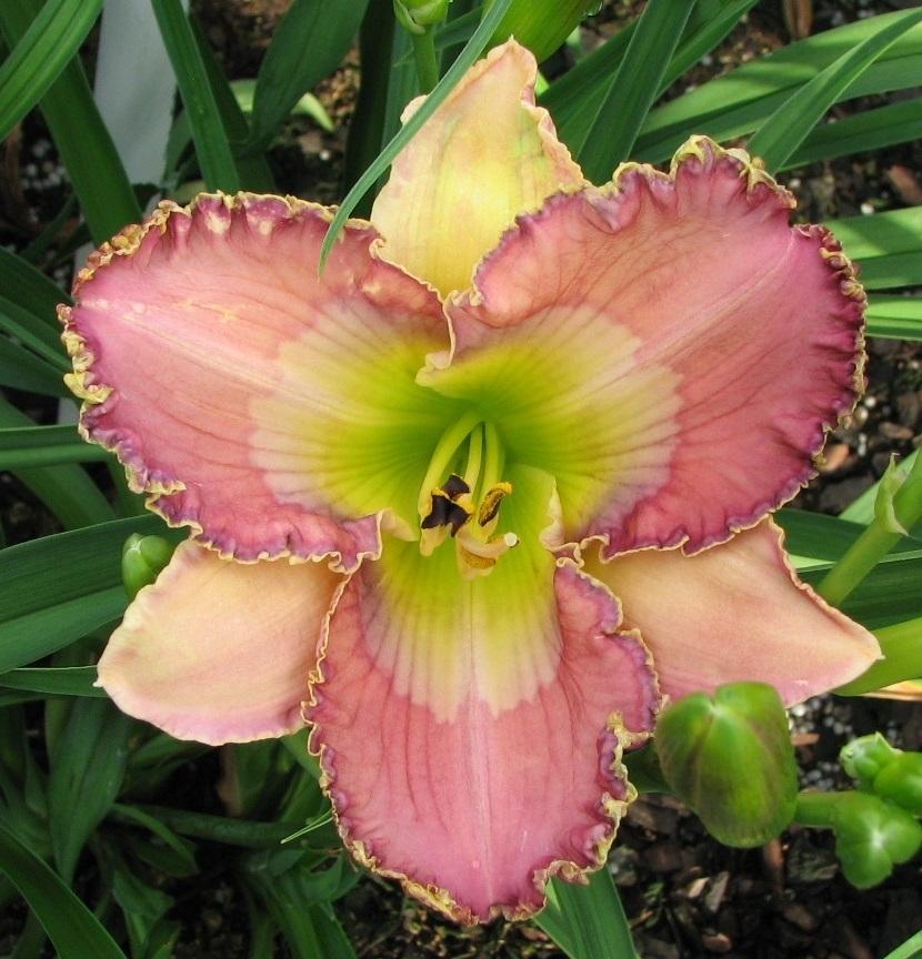 Photo of Daylily (Hemerocallis 'Heaven's Declaring') uploaded by tink3472