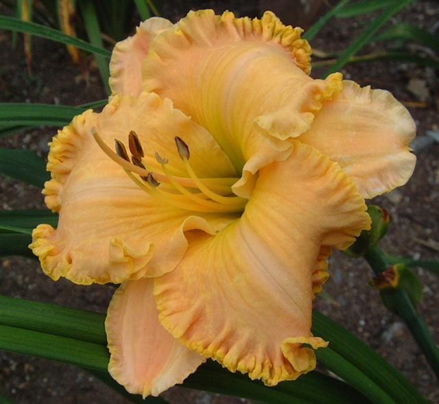 Photo of Daylily (Hemerocallis 'Spacecoast Passion Released') uploaded by vic