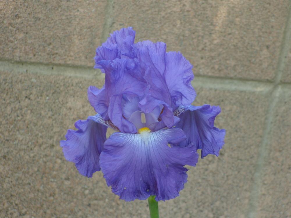 Photo of Tall Bearded Iris (Iris 'Yosemite Star') uploaded by Betja