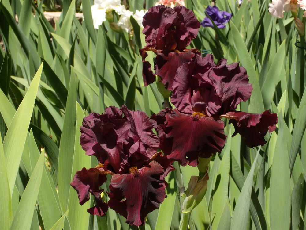 Photo of Tall Bearded Iris (Iris 'Nebraska Big Red') uploaded by Betja