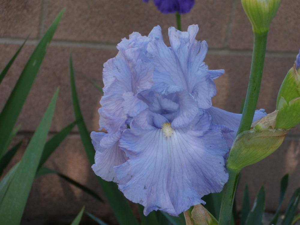 Photo of Tall Bearded Iris (Iris 'Bay Front') uploaded by Betja