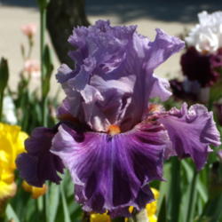 Location: My garden in Bakersfield, CA
Date: April 14, 2012