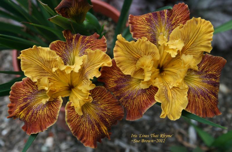 Photo of Pacific Coast Iris (Iris 'Lines That Rhyme') uploaded by Calif_Sue