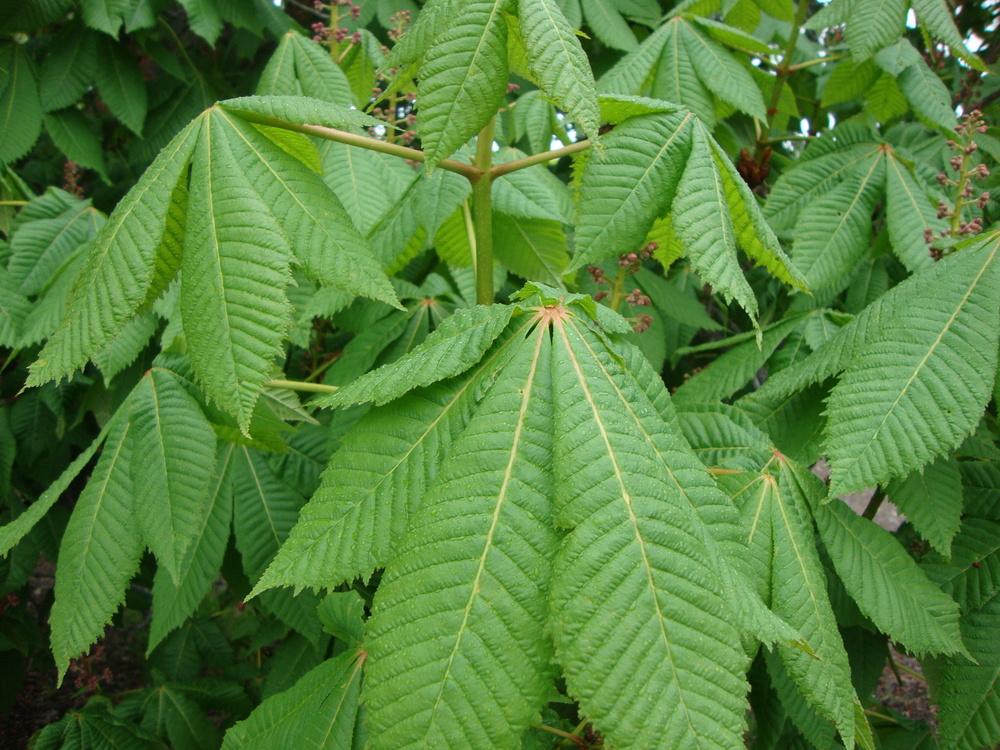 Photo of Horse Chestnut (Aesculus hippocastanum) uploaded by Paul2032