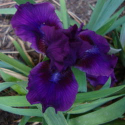 Location: Pleasant Grove, Utah
Date: 2012-04-18
In my garden