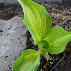 Location: Pleasant Grove, Utah
Date: 2012-04-17
A young plant