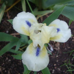 Location: Pleasant Grove, Utah
Date: 2012-04-18
In my garden