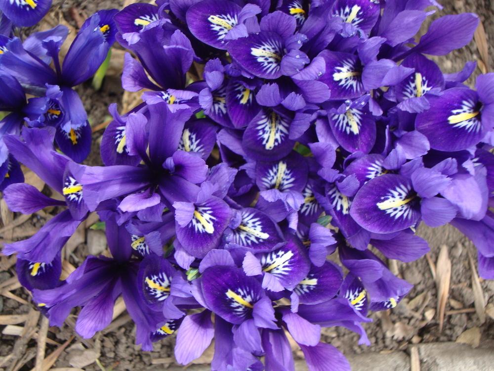 Photo of Reticulated Iris (Iris reticulata) uploaded by Paul2032