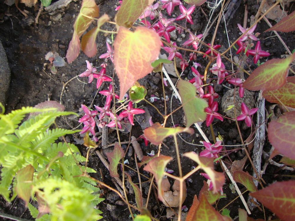 Photo of Red Barrenwort (Epimedium alpinum 'Rubrum') uploaded by Paul2032
