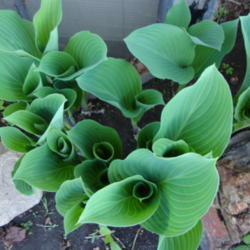 Location: In my garden....Pleasant Grove, Utah
Date: 2012-04-17
Spring growth