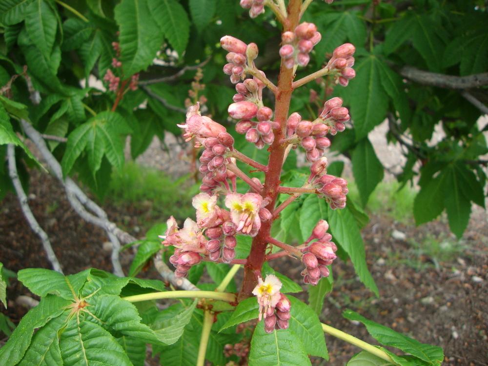 Photo of Horse Chestnut (Aesculus hippocastanum) uploaded by Paul2032