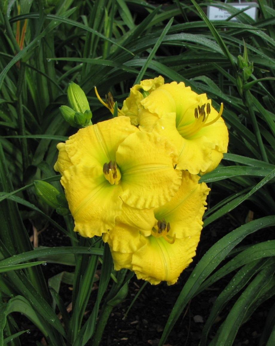 Photo of Daylily (Hemerocallis 'Just for Breakfast') uploaded by tink3472