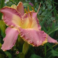 
Date: 2003-07-27
Photo Courtesy of Nova Scotia Daylilies Used with Permission