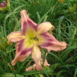 
Date: 2010-07-10
Photo Courtesy of Nova Scotia Daylilies Used with Permission