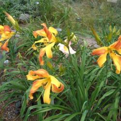 
Date: 2003-07-18
Photo Courtesy of Nova Scotia Daylilies Used with Permission