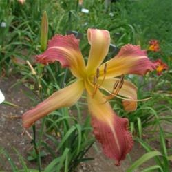 
Date: 2005-08-11
Photo Courtesy of Nova Scotia Daylilies Used with Permission