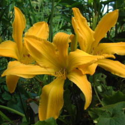 
Date: 2001-07-01
Photo Courtesy of Nova Scotia Daylilies Used with Permission