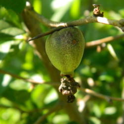 Location: Northeastern, Texas
Date: 2012-04-16
Immature fruit in spring