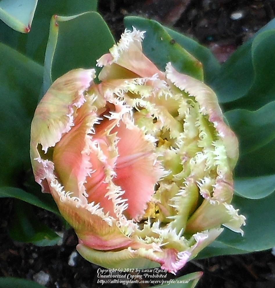 Photo of Fringed Tulip (Tulipa 'Queensland') uploaded by zuzu