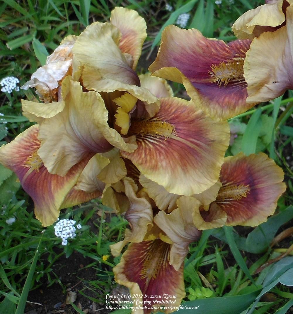 Photo of Intermediate Bearded Iris (Iris 'Oklahoma Bandit') uploaded by zuzu