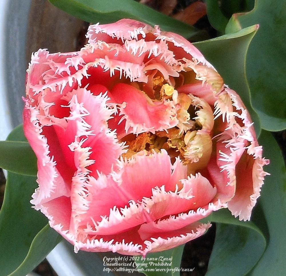 Photo of Fringed Tulip (Tulipa 'Queensland') uploaded by zuzu