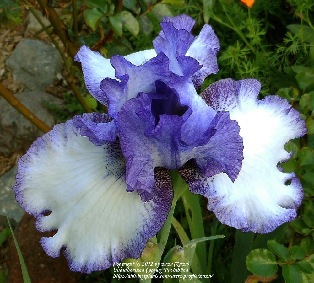 Photo of Tall Bearded Iris (Iris 'Patriotic Heart') uploaded by zuzu