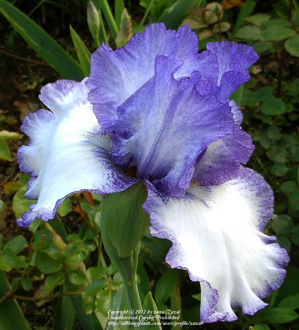 Photo of Tall Bearded Iris (Iris 'Patriotic Heart') uploaded by zuzu