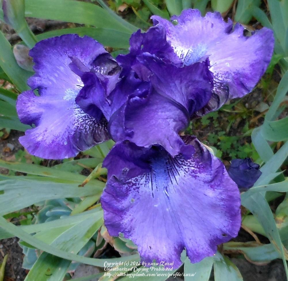 Photo of Intermediate Bearded Iris (Iris 'This and That') uploaded by zuzu