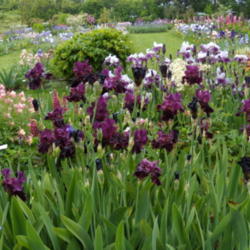 Location: Schreiner's Iris Gardens in Salem, OR
Date: May 22, 2010 
Taken at Schreiner's Gardens before it was introduced when it jus