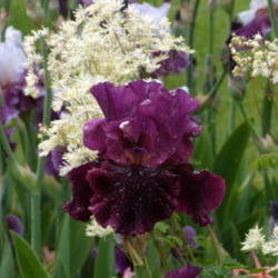 Location: Schreiner's Iris Gardens in Salem, OR
Date: May 22, 2010 
Identified by its seedling number when introduced