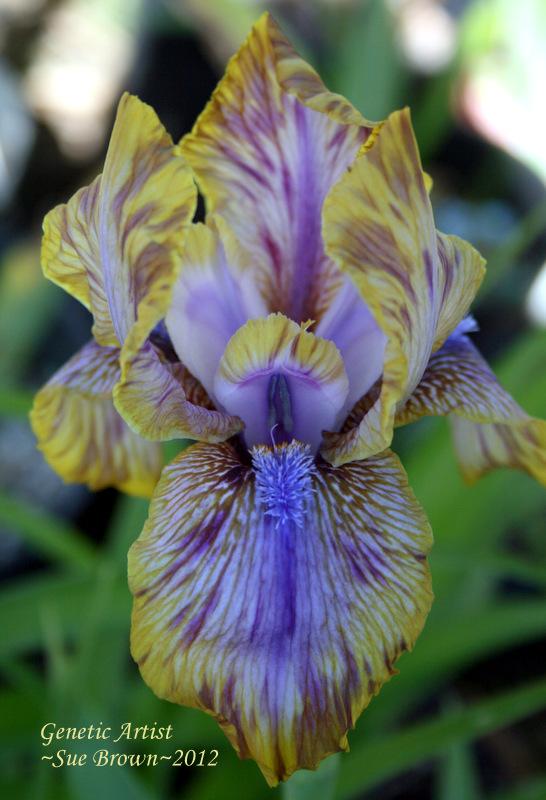 Photo of Arilbred Iris (Iris 'Genetic Artist') uploaded by Calif_Sue